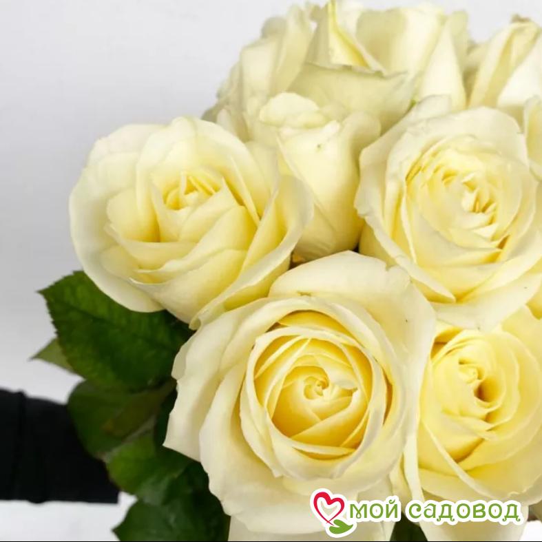 Роза Аваланж