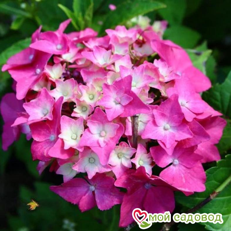 Гортензия крупнолистная Пиа (ЗКС)