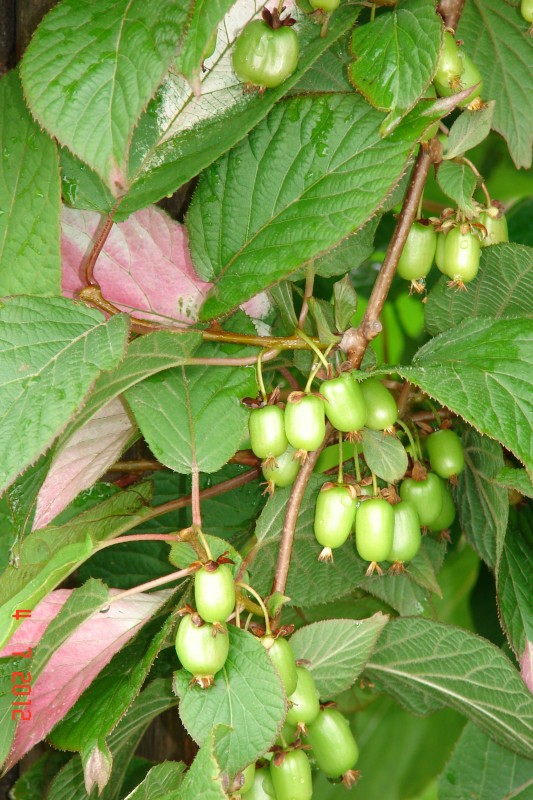 Киви актинидия Доктор Шимановский (морозостойкий сорт)