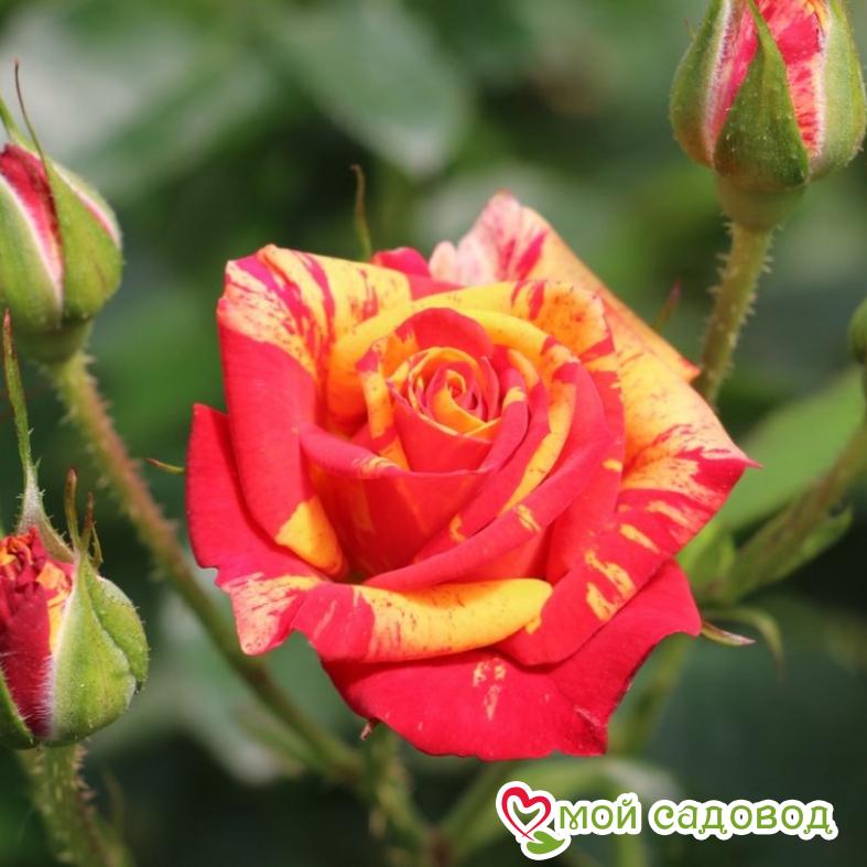 розы спрей Файер Флеш