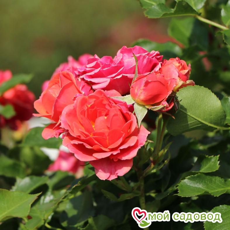 Роза Мандарин