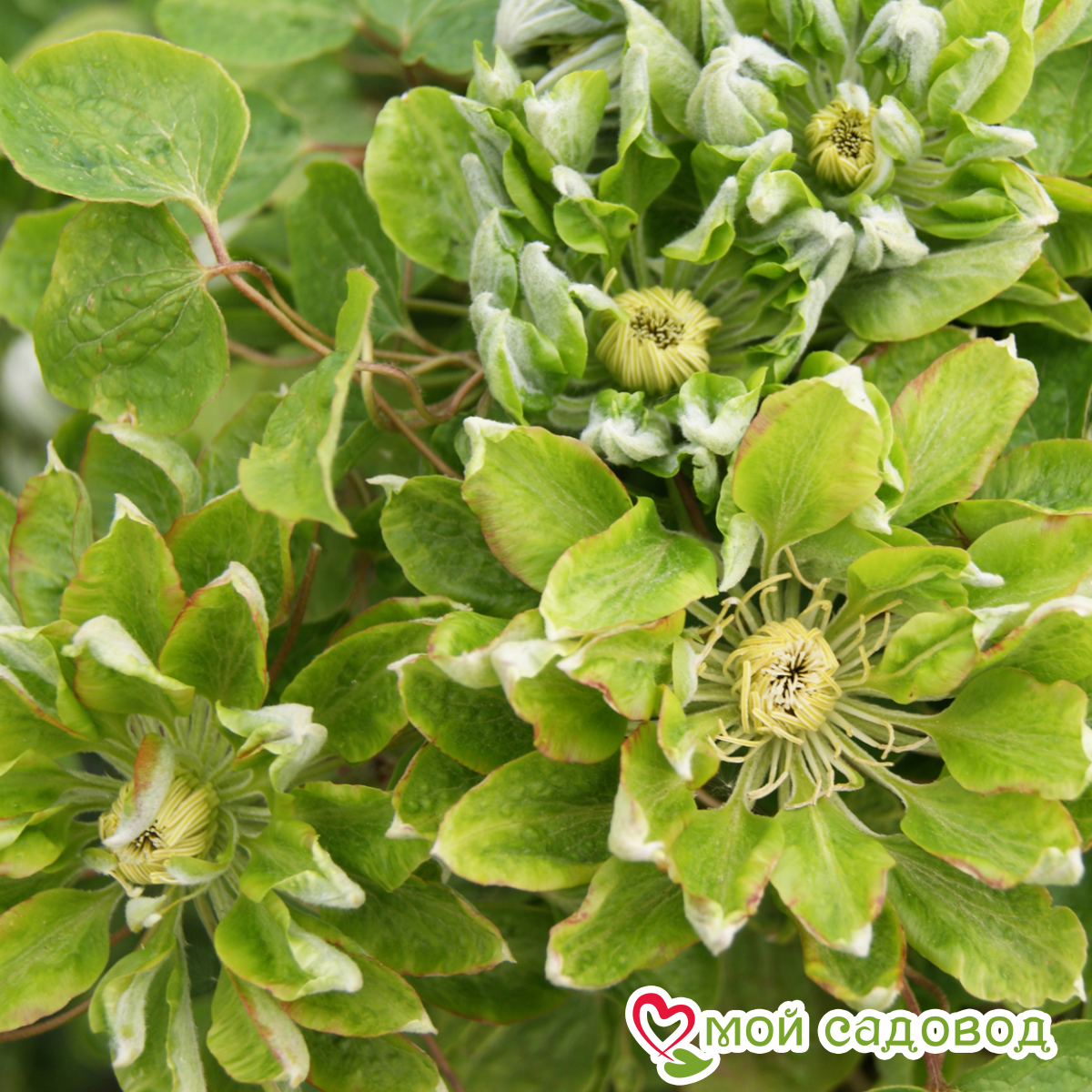 Клематис Грин Пэшн