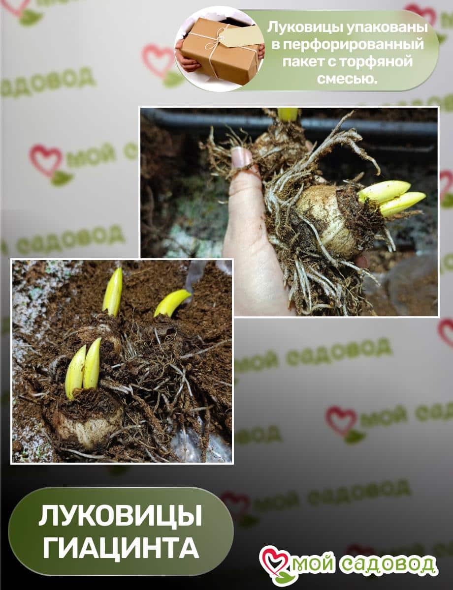 Гиацинт Градиент